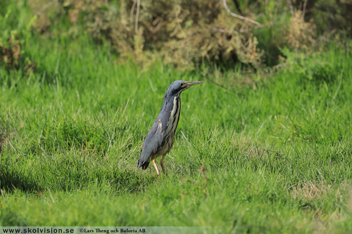 Gråhäger, Ardea cinerea